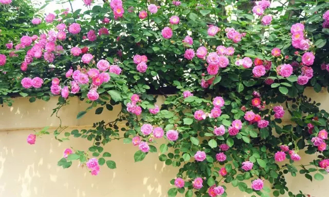 你的院子里有夢(mèng)境般的花果藤架嗎？